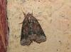 Bryophila ravula